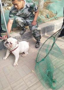 石家庄养狗最新爆料,最新爆料揭示养犬新动向  第2张